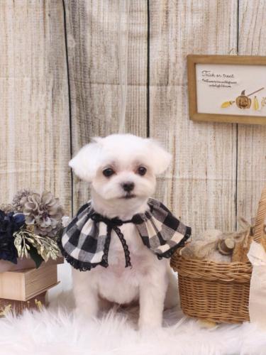 20241026マルちゃん